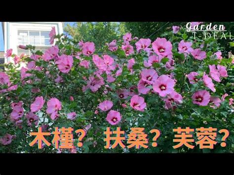 芙蓉風水|【芙蓉與風水】家裡養芙蓉花在風水學上有什麼講究嗎 